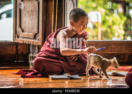 Südostasiatische Kind Mönch wird von einer Katze lernen im Shwe Yan Phe Kloster abgelenkt. Stockfoto