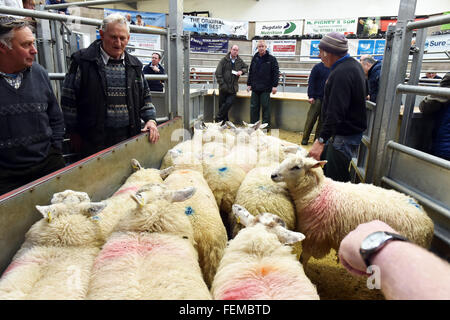 Bauern inspizieren Schafe zur Versteigerung bereit, während sie darauf, in den Ställen warten Kendal UK Stockfoto