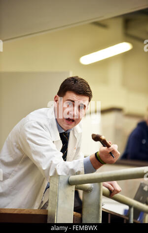 Auktionator arbeiten bei einem Schaf Auction Mart, Kendal, Cumbria Stockfoto