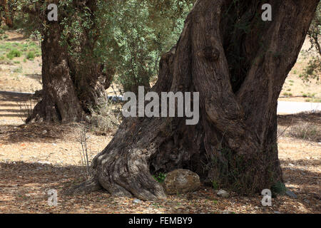 Kreta, dicken Stamm eines alten Olivenbaums Stockfoto