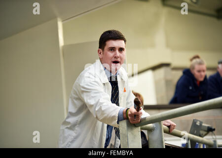 Auktionator arbeiten bei einem Schaf Auction Mart, Kendal, Cumbria Stockfoto