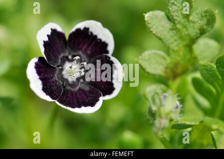 Baby Blue-Eyes, Nemophila Menziesii "Penny Black". Eine jährliche Gartenpflanze mit ungewöhnliche Blüten. Stockfoto