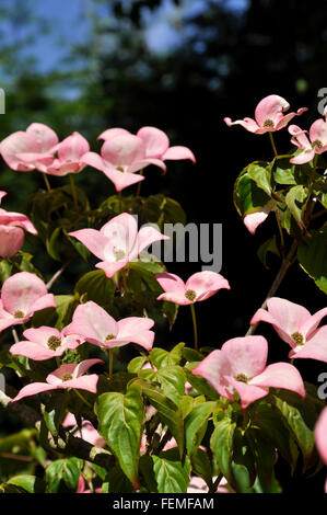 Cornus Kousa mit Mitte rosa Hochblättern. Blüte im Sommersonnenschein in einem englischen Garten. Stockfoto