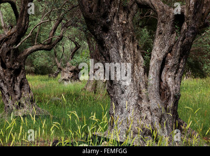 Kreta, alte Olivenbäume, dicker droll Stamm, Olivenholz Stockfoto