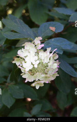 Hydrangea Paniculata 'Unique' blüht im Herbst. Stockfoto