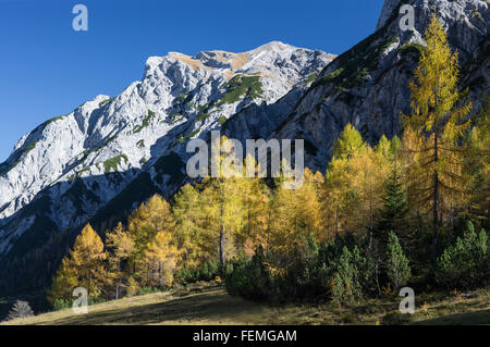 Bunter herbstlicher Lärchenwald auf der Gramaialm vor den Berg Klippen und Felsen Karwendel Range in Tirol, Österreich Stockfoto