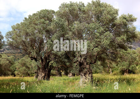 Kreta, alte Olivenbäume mit dicken Stamm, Baumstamm, Olivenholz Stockfoto