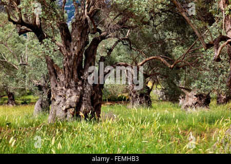 Kreta, alte Olivenbäume mit dicken Stamm, Baumstamm, Olivenholz Stockfoto