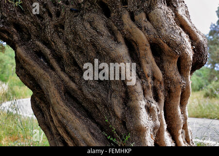 Kreta, Stamm einer alten Olivenbaum, Oliven-Holz Stockfoto