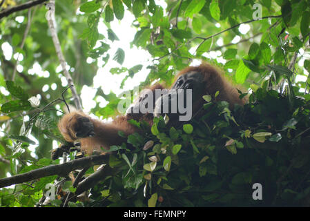 Mutter und Baby Orang-Utans Blick in die Ferne Stockfoto