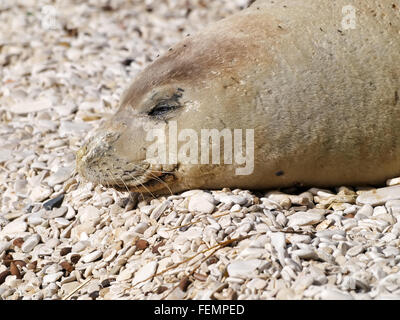Mittelmeer-Mönchsrobbe entspannen am Kiesstrand Stockfoto