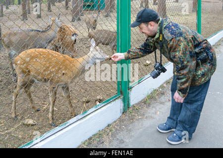 Orel, Russland - 18. Oktober 2015: Fotograf mit einer Nikon-Kamera feeds Rotwild im Nationalpark "Orlovskoye Polesie" Stockfoto