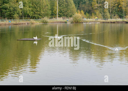 Höckerschwan (lat.: Cygnus Olor) schwimmen in einem Teich in der Nähe des Waldes Stockfoto