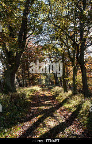 Grenzen Abteien trail Weg durch den Wald im Herbst in der Nähe von St Boswells, Roxburgh, Scottish Borders, Schottland, UK, Großbritannien Stockfoto