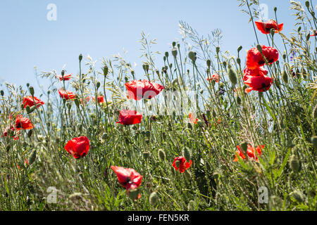 Landschaftsbild von Mohn Blumen unter anderen Feldpflanzen Stockfoto