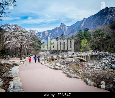 Die Menschen gehen in Richtung Brücke, mit schroffen Bergen gesichert. Man merkt, dass es Frühling ist, denn es Kirschblüten gibt. Stockfoto