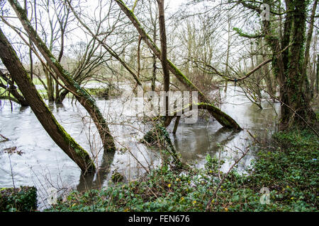 Salisbury, UK. 8. Februar 2016. Fluß Nadder traten seine Ufer bei Quidhampton Salisbury Wiltshire Credit: Paul Chambers/Alamy Live News Stockfoto