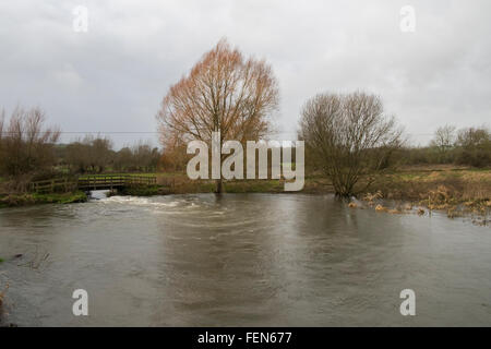 Salisbury, UK. 8. Februar 2016. Fluss Wyle platzen seiner Banken hängt Langford in der Nähe von Salisbury Wiltshire Credit: Paul Chambers/Alamy Live News Stockfoto