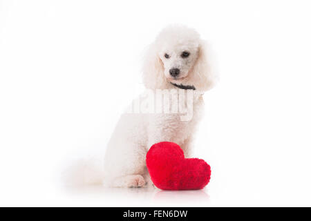 Hündchen mit einem roten Herzen. Stockfoto