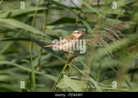 Schilfrohrsänger Acrocephalus Schoenobaenus, juvenile Herbst thront im Schilf, Stockfoto