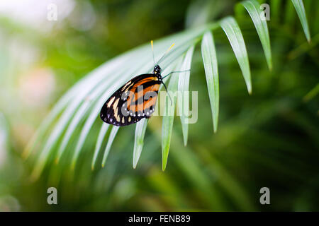 Ein Schmetterling ruht auf einem Blatt – es ist ein Monarch hängend auf eine sich abzeichnende Grünpflanze in der natürlichen Welt. Stockfoto