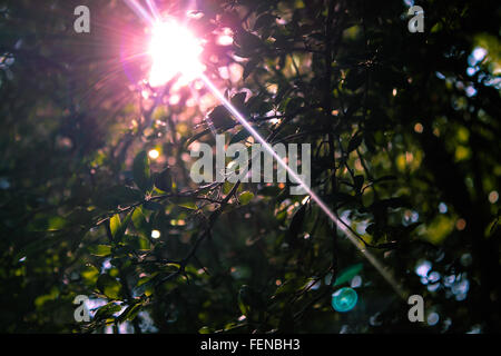 Die Sonne durch die Bäume auf einem Wald-Morgen erreichte. Das Licht bildet, beeindruckende Farben und einen sanften Glanz Stockfoto