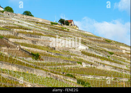 Weinberge im Frühjahr, UNESCO World Heritage Site Weinberg Terrassen Lavaux, Genfer See, Kanton Waadt, Schweiz Stockfoto