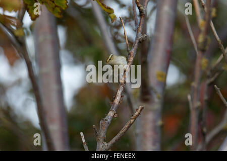 Gelb-browed Warbler, Phylloscopus Inornatus, Stockfoto