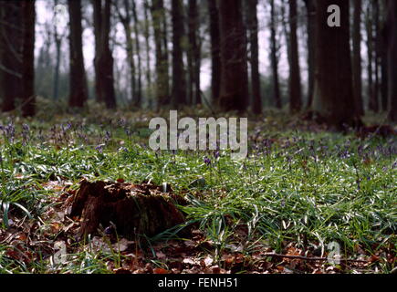 AJAXNETPHOTO. DELVILLE HOLZ, SOMME, FRANKREICH. -SCHLACHTFELD BLEIBT - VERFALLENE STUMPF EINES BAUMES GESPRENGT DURCH ARTILLERIE-FEUER AUF DEM GELÄNDE EINER GROßEN WW1 SCHLACHT IN DER NÄHE VON DEM SÜDAFRIKANISCHEN KRIEGERDENKMAL.  FOTO: JONATHAN EASTLAND/AJAX REF: 402825 Stockfoto