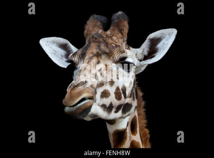 Giraffe (Giraffa Camelopardarlis) Stockfoto