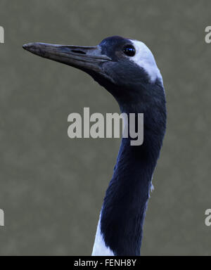 Rot gekrönter Kran (Grus Japonensis) Stockfoto