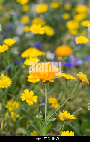 Calendula Officinalis und Glebionis Segetum. Englische Ringelblumen unter Mais Ringelblumen. Stockfoto