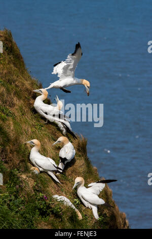 Tölpel, Sula Bassana, Morus Bassanus, Erwachsene sammeln Nistmaterial auf grasbewachsenen Felsen, Bempton Cliffs, East Yorkshire, Stockfoto