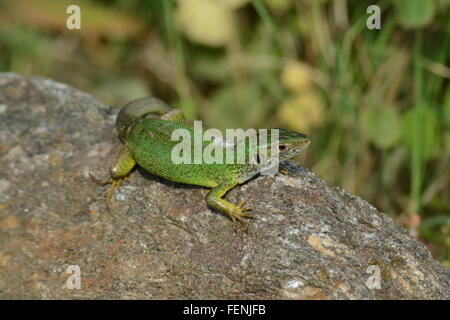 Europäische Grüne Eidechse (Lacerta Viridis) in Nordgriechenland Stockfoto