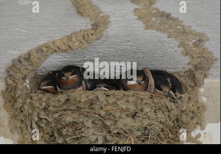 Rauchschwalbe (Hirundo rustica) Küken in Nest in Griechenland. Nistende Vögel, Schwalben, die Tier- und Pflanzenwelt. Stockfoto