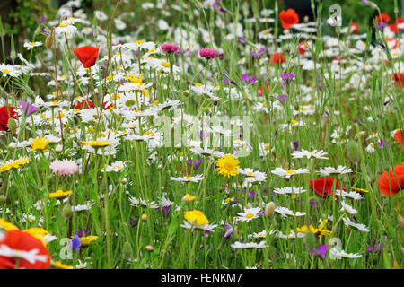 White daisies, yellow daisies, beautiful red poppies and corncrackle all part of a cottage garden. Stockfoto