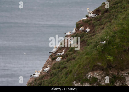 Morus Bassanus und Tölpel, Sula Bassana, Jungvögel auf Klippe sammeln Nistmaterial, Bempton Klippen East Yorkshire, Stockfoto