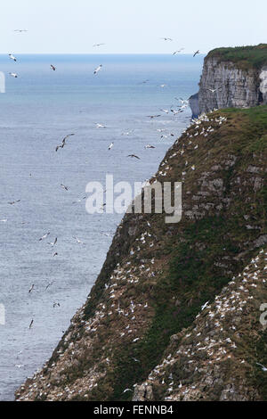 Morus Bassanus, Tölpel, Sula Bassana, Verschachtelung Kolonie auf Felsen, Bempton Cliffs, Stockfoto