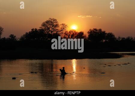 Nilpferd aus Wasser bei Sonnenuntergang, Okavango Delta, Botswana Stockfoto