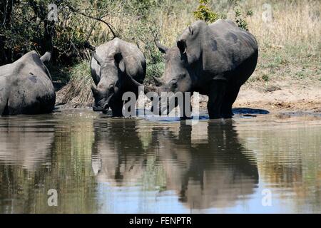 Breitmaulnashorn trinken aus Pool von Wasser, Sabi Sand Game Reserve, Südafrika Stockfoto