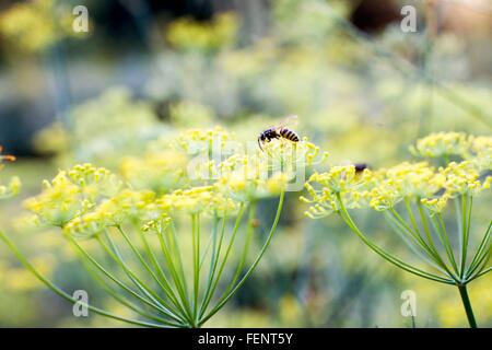 Nahaufnahme von Wespe ernähren sich von Unkraut mit gelben Blüten Stockfoto