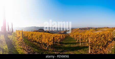 Zeilen der goldene Herbst Weinberge bei Sonnenaufgang, Langhe, Piemont, Italien Stockfoto