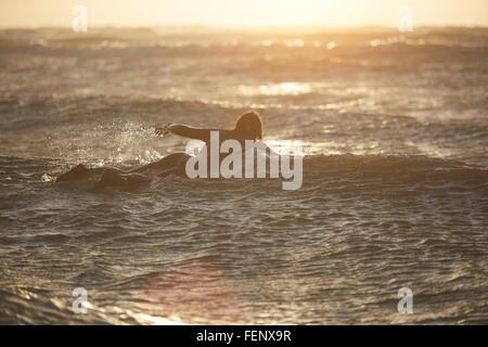 Junge männliche Surfer paddeln heraus zum Meer auf Surfbrett, Devon, England, UK Stockfoto