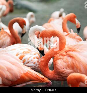 Gruppe von waten rosa flamingos Stockfoto