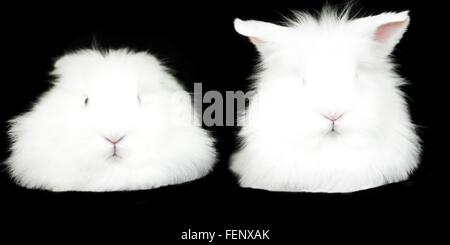 Porträt von zwei weiße flauschige Kaninchen auf schwarzem Hintergrund Stockfoto