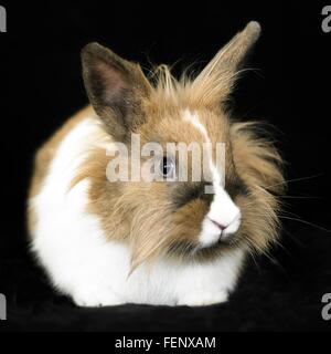 Porträt von starren braune und weiße flauschige Hasen auf schwarzem Hintergrund Stockfoto