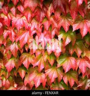 Mauer aus roten und grünen Herbst Blätter Stockfoto