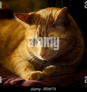 Tabby Katze ruht auf Pad mit Abendsonne aus Fenster Stockfoto