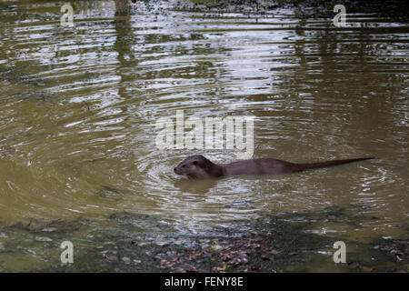 Fischotter im britischen Wildlife Centre Stockfoto