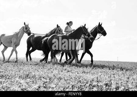 B&W Bild der Frau Reiten und sechs Pferde im Feld Stockfoto